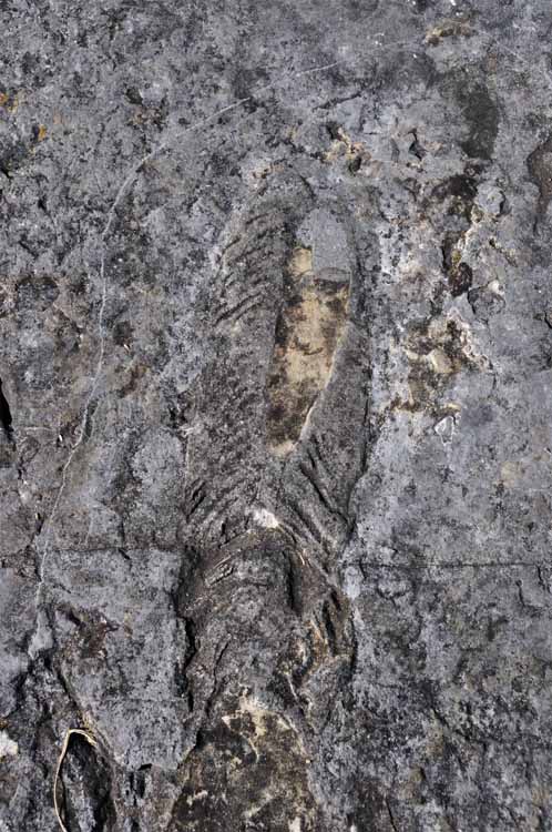 fossil